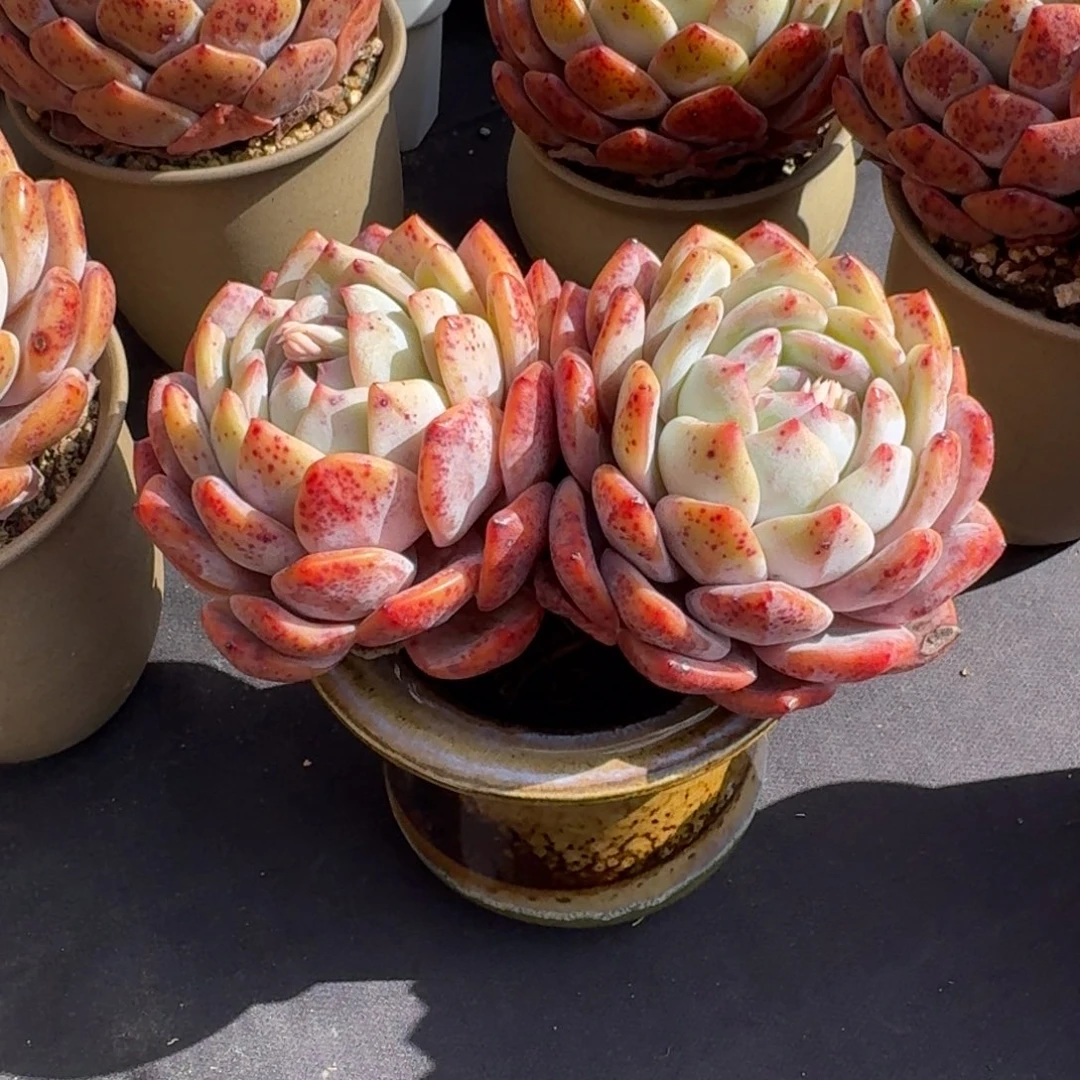 ?*染匀称双头，专拍链接