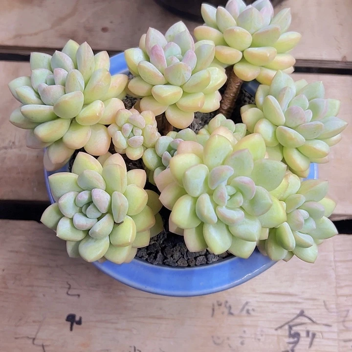 多肉小植物泡泡糖