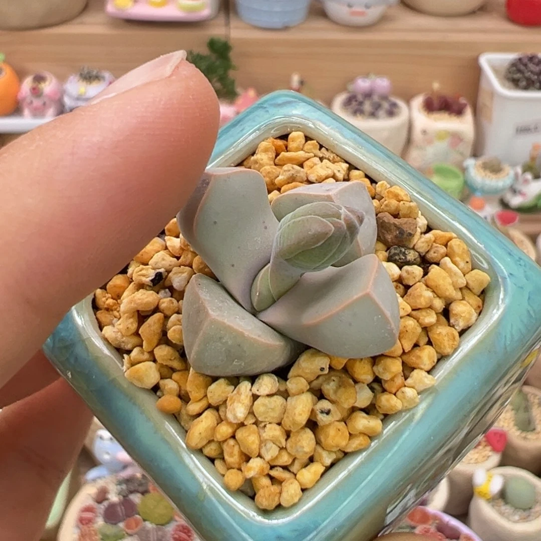 多肉植物56号魔玉