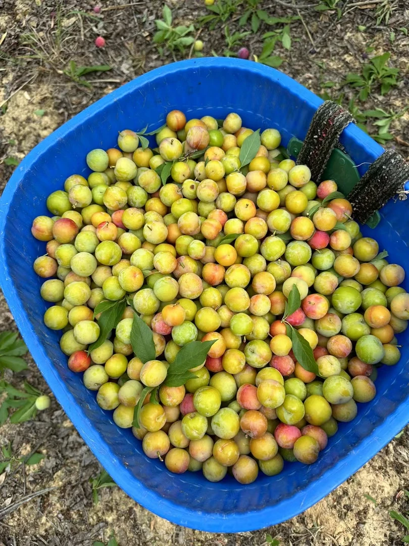 顺丰包邮贵州正宗三月李酸脆爽口现摘现发