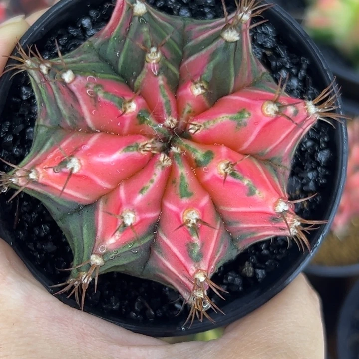 泰国米哈仙人球实生