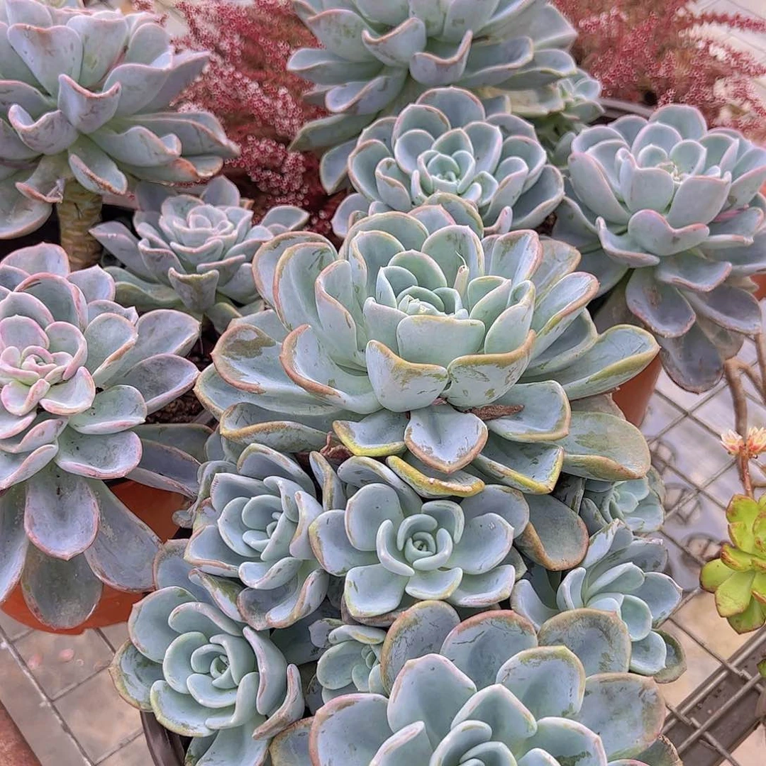 美尻多头大盆群老桩