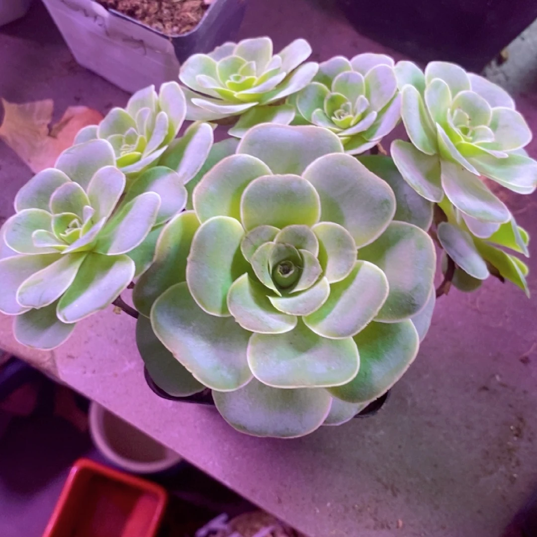 山地玫瑰一物一拍001老桩