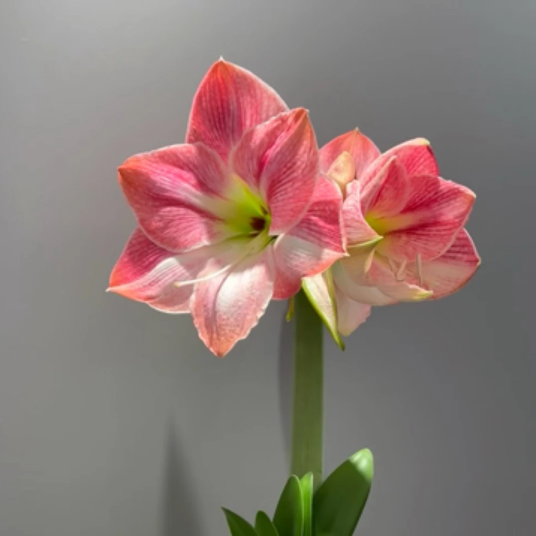 【樱花】进口球 产地秘鲁 裸球发货