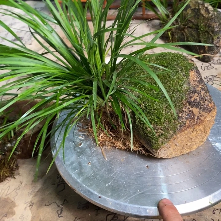 无花朵浮**生菖蒲在哪都有他啊