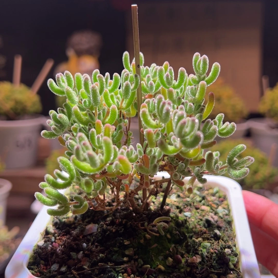 A***谁870冰晶一物一拍包开箱