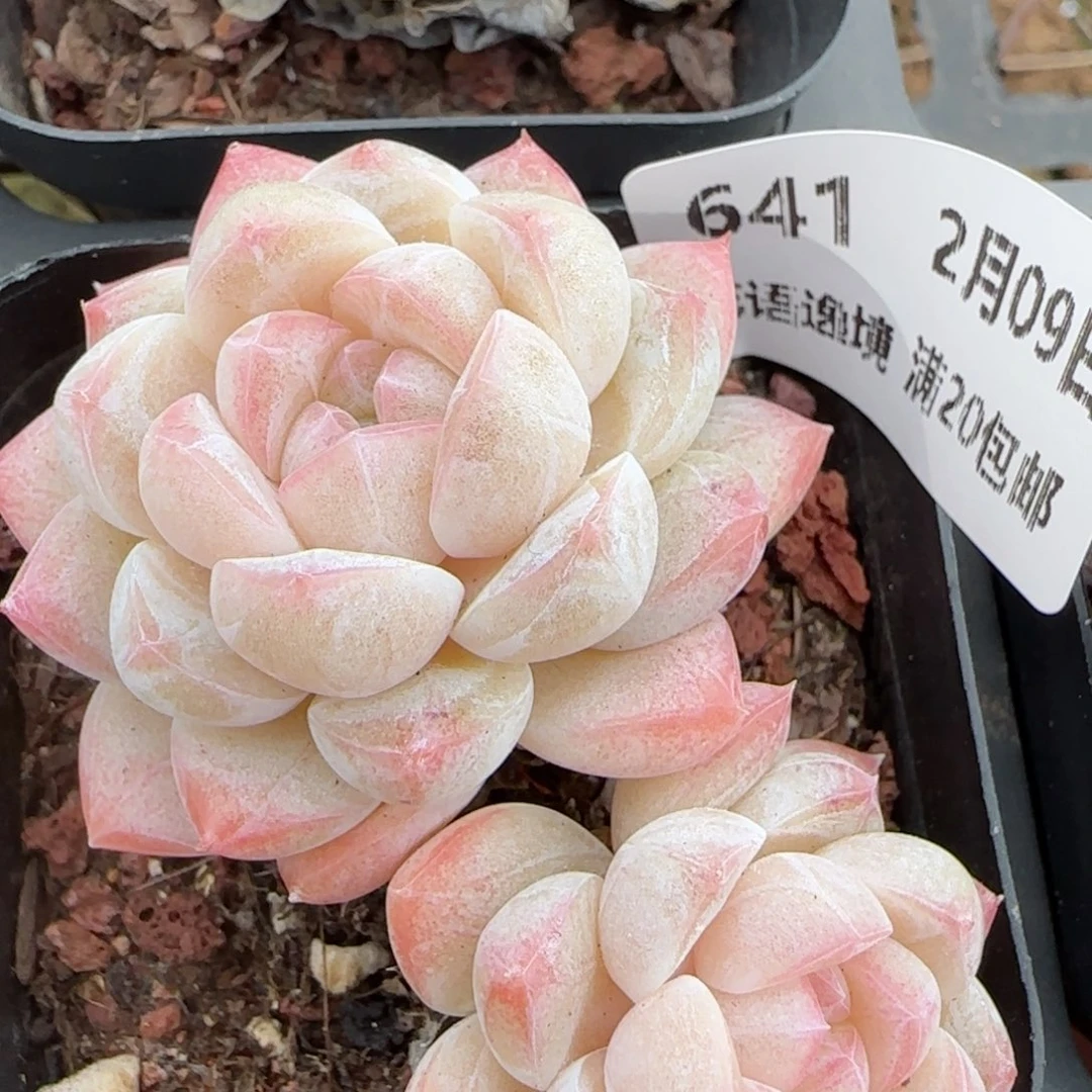 花语逸境0209-641