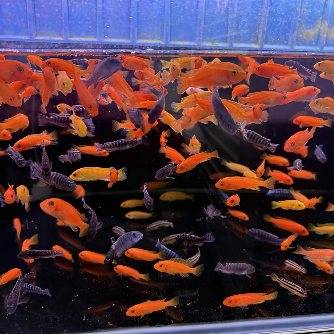 小号慈鲷鱼  热带鱼  10条/单  不可混养  皮实好养