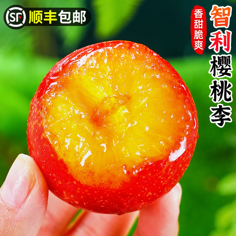【顺丰】智利樱桃李1-3斤樱桃李子新鲜水果粉红应当季进口包邮