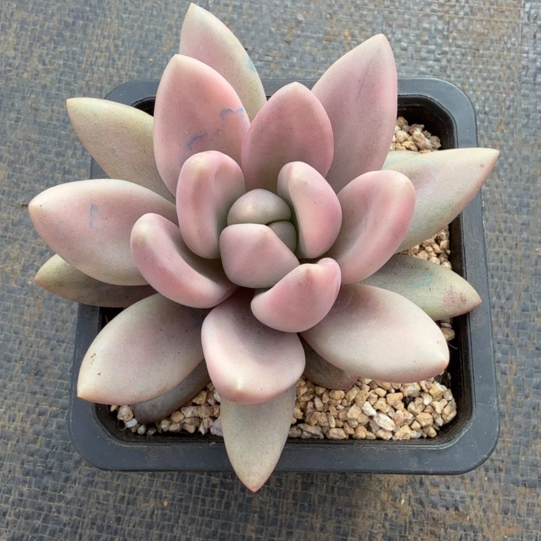 桃花源锦锦上园艺一物一拍