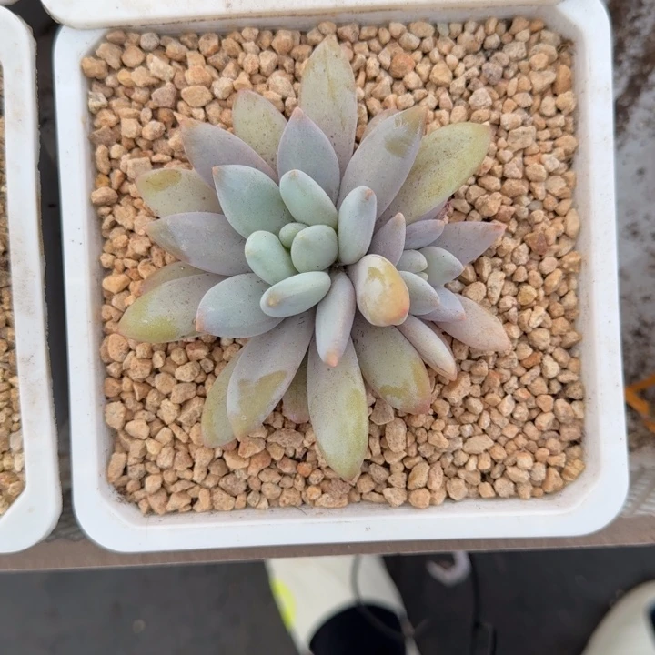 橙龙 双头 一物一拍