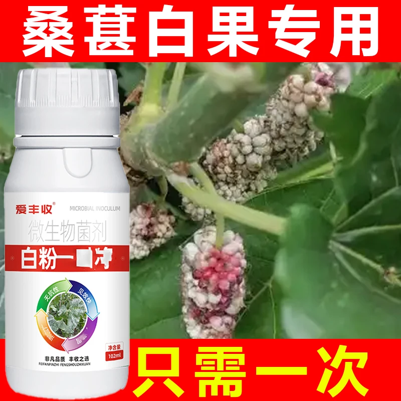 桑葚白果桑葚白粉专用桑葚菌剂白粉专管微生物肥料