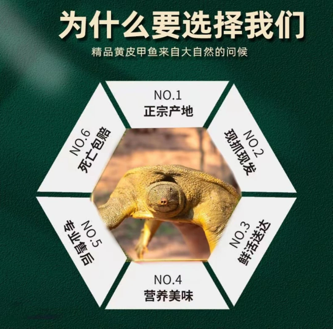 （双11福利）生态养殖公母鲜活外塘甲鱼优质成品称重肉质活鲜甲鱼