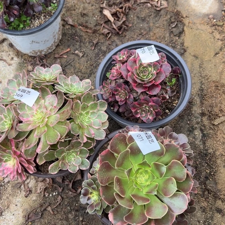 玉芙蓉纳福香妃三颗组069-70-71