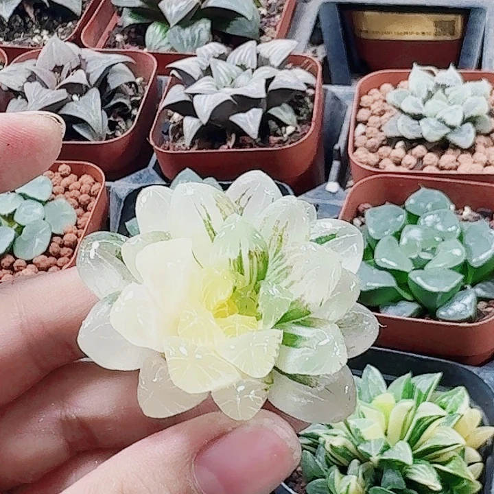无花朵十二卷 实生冰灯锦