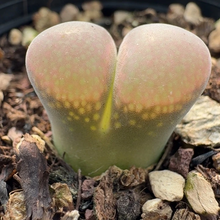 229带盆发货588808