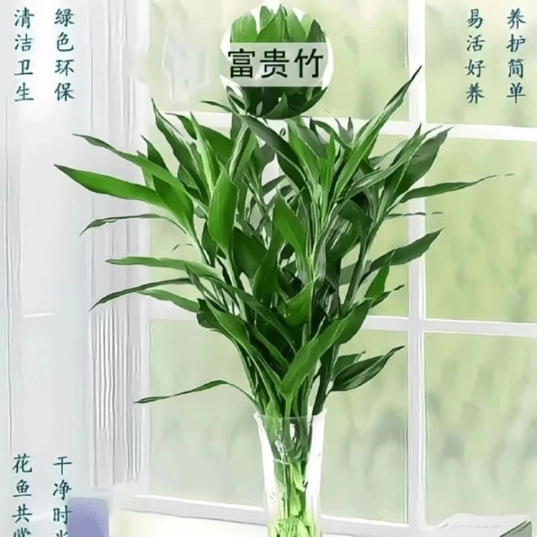正宗富贵竹竹子水养富贵竹室内吉祥招财粗竹长款家用客厅福竹