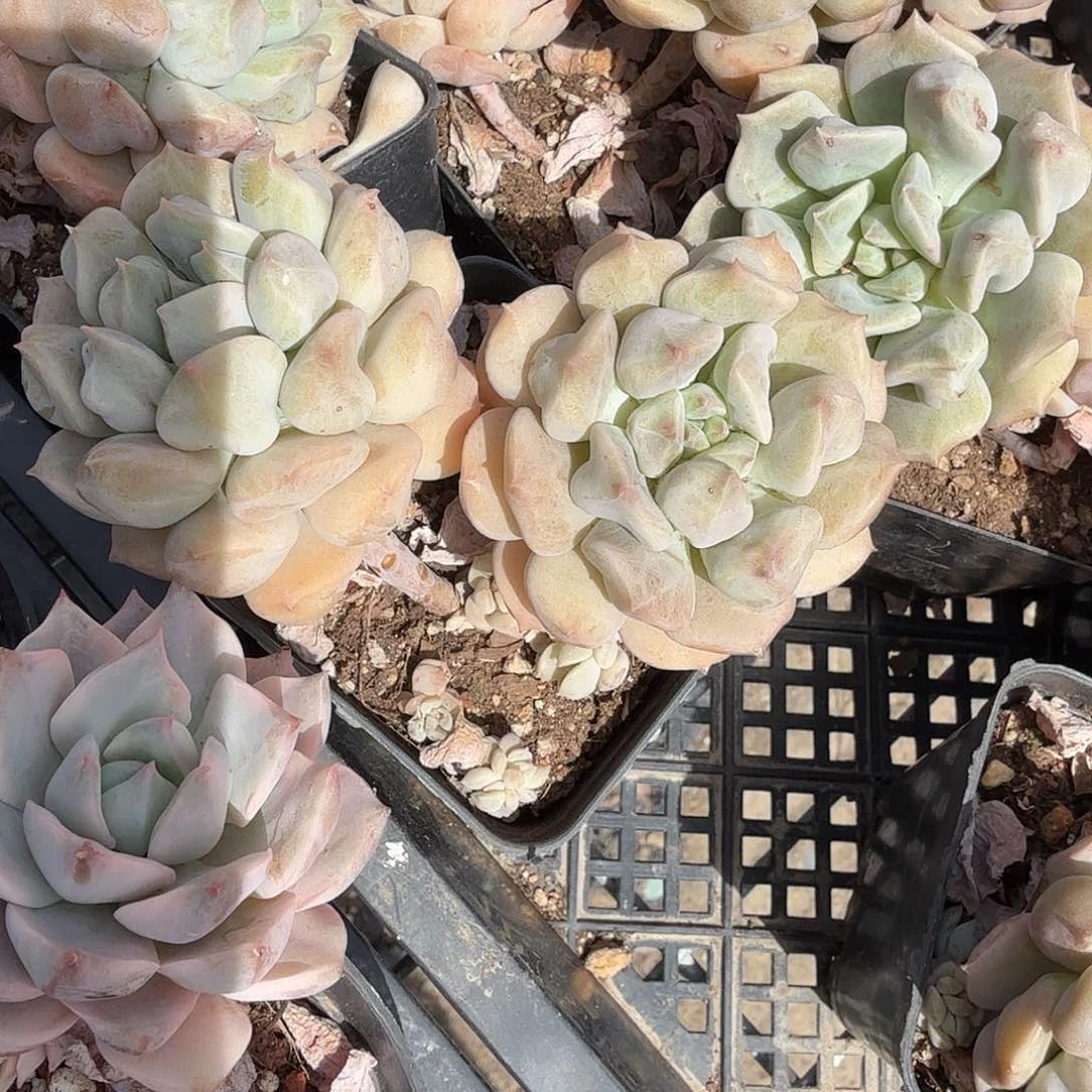 超奶双头多肉植物