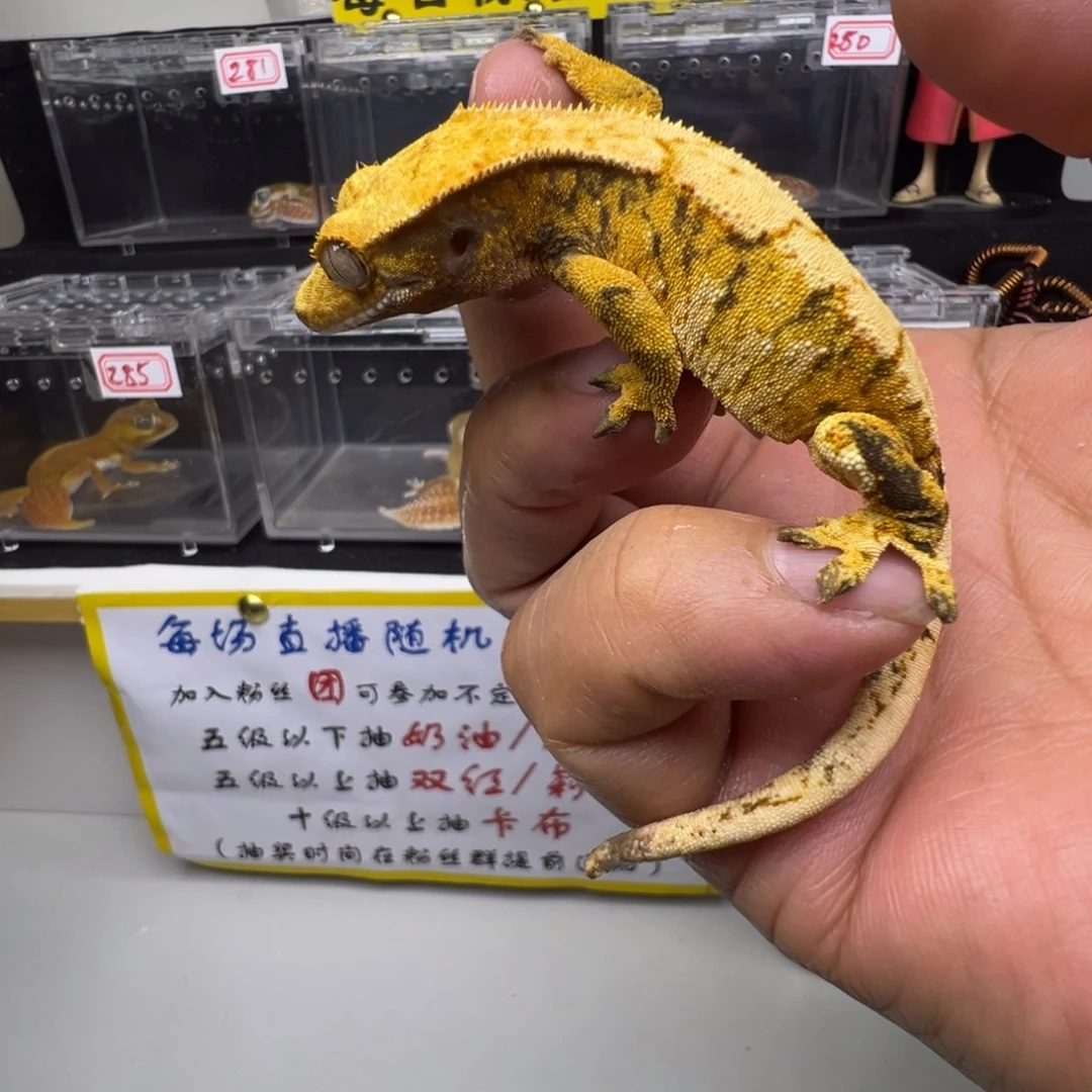 睫角守宫橙纹奶油超三
