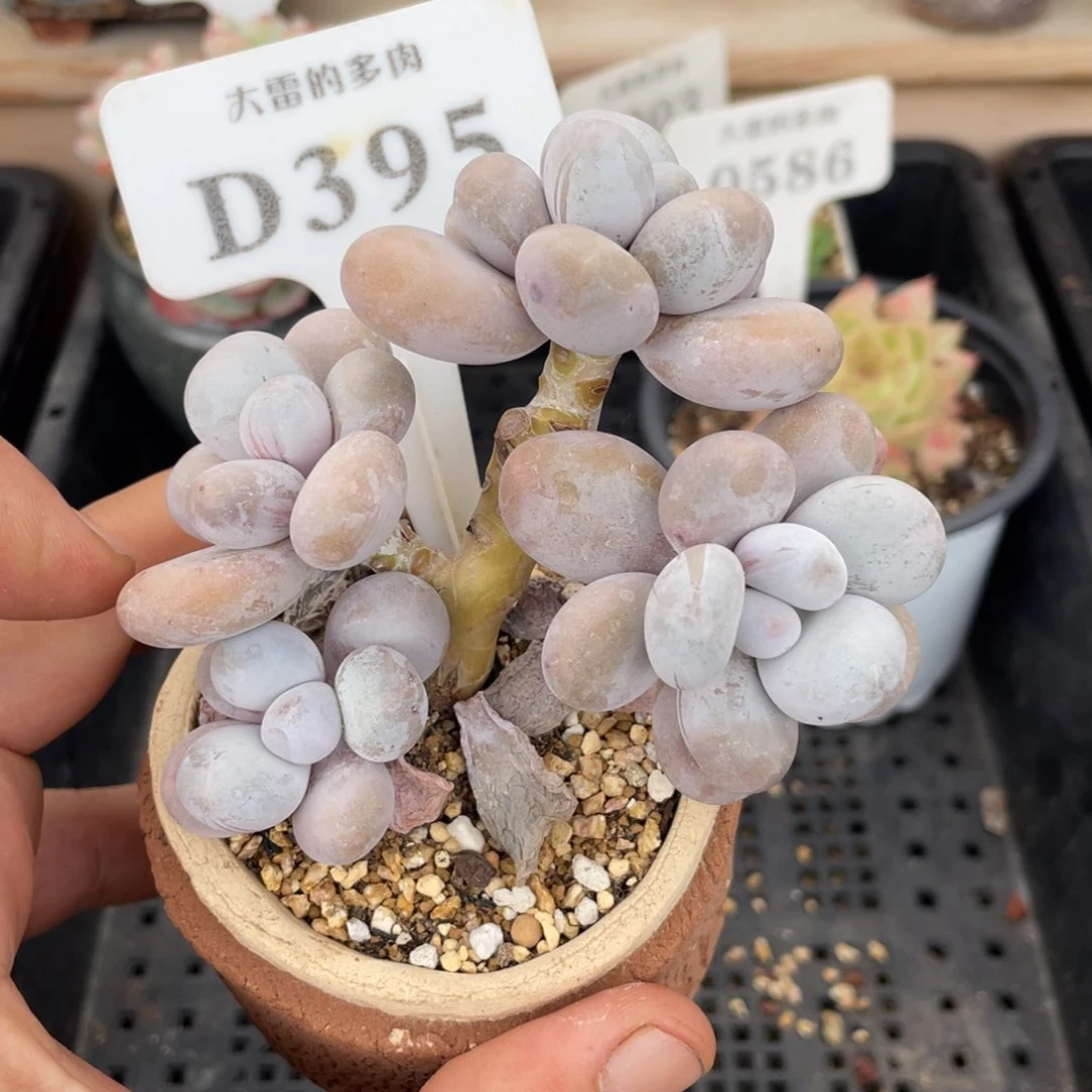 395奶酪不带盆9厘米
