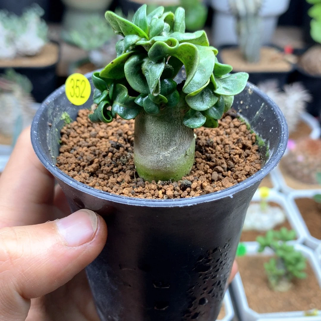 卡汗羊角沙漠玫瑰带盆发货