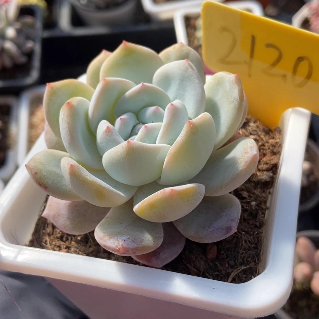 2120奶盖多肉植物保护