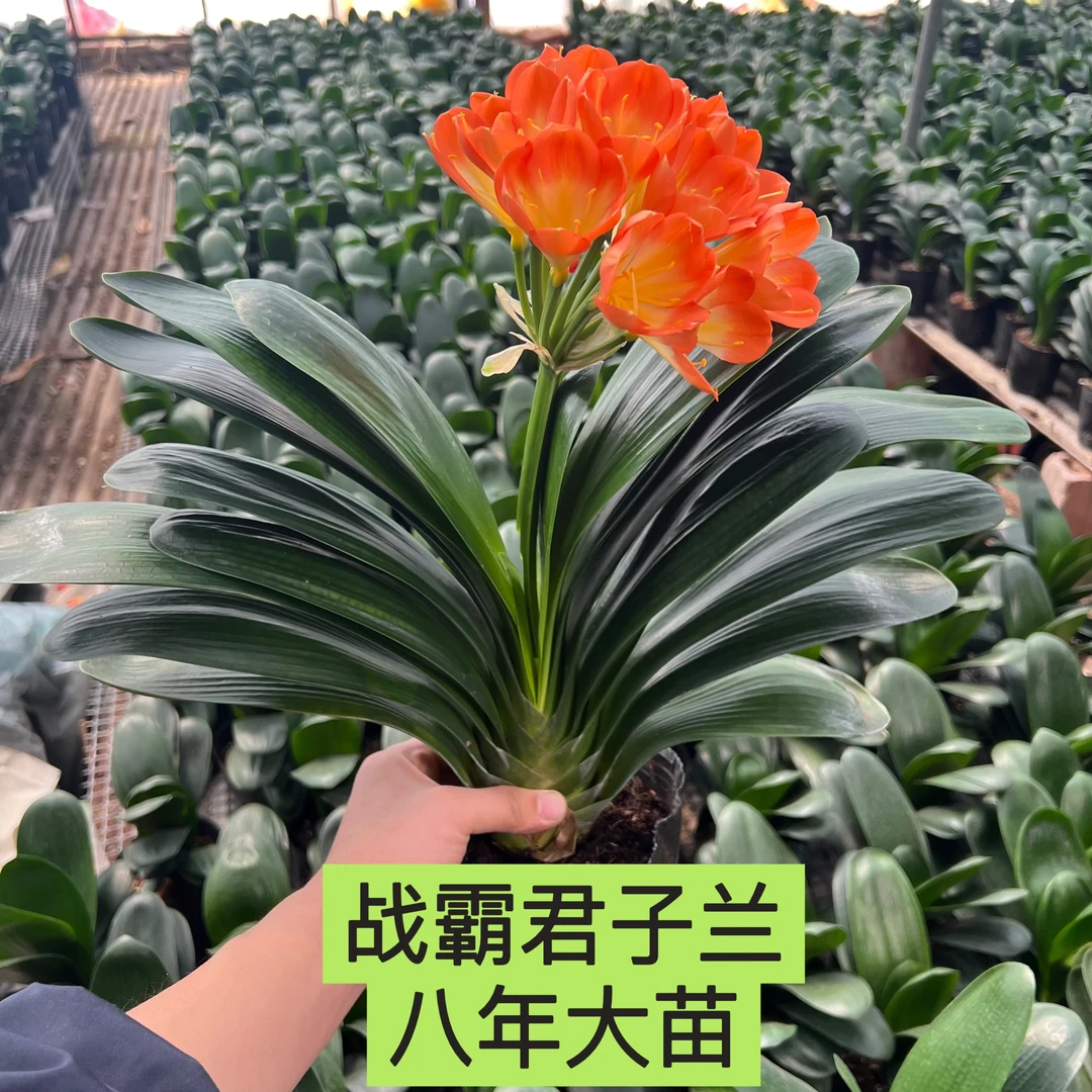 君子兰战霸品种圆头大宽叶15叶以上八年大苗原盆原土当年开花花卉