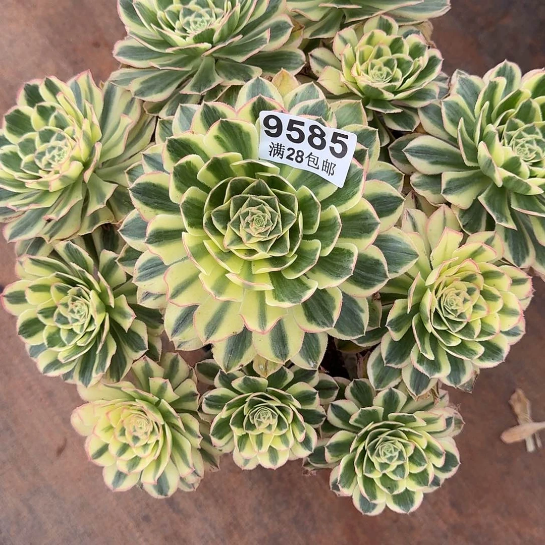 ?****?585白兰地捧花多肉植物