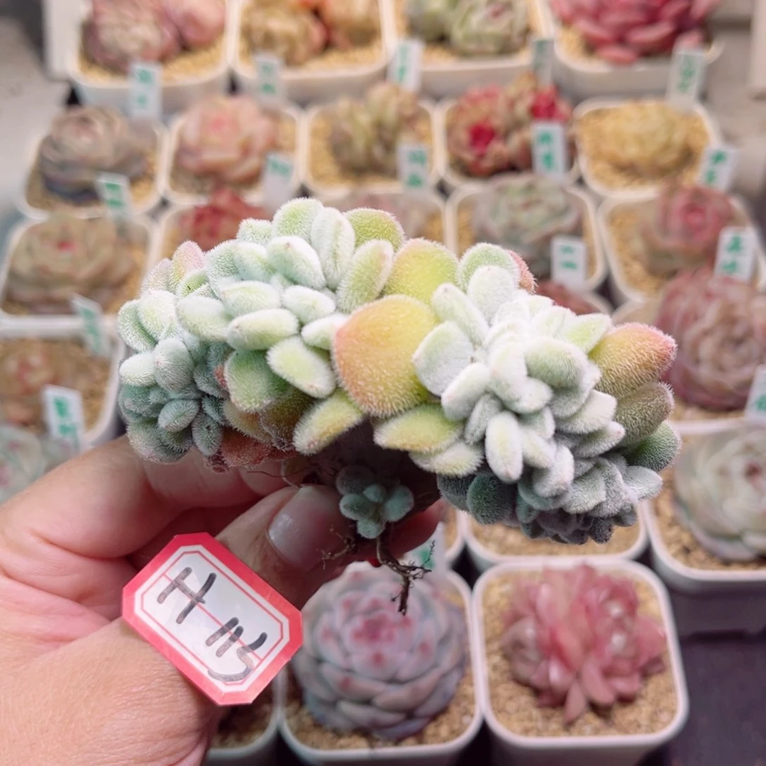 星*～H113一物一拍 雪晃星缀