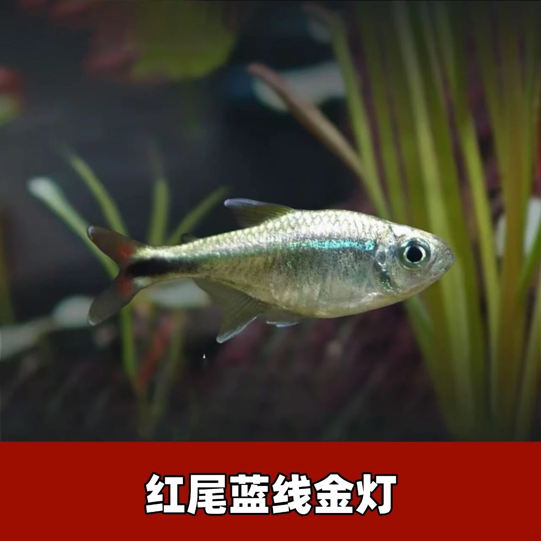 【渔扬水族】蓝线金灯