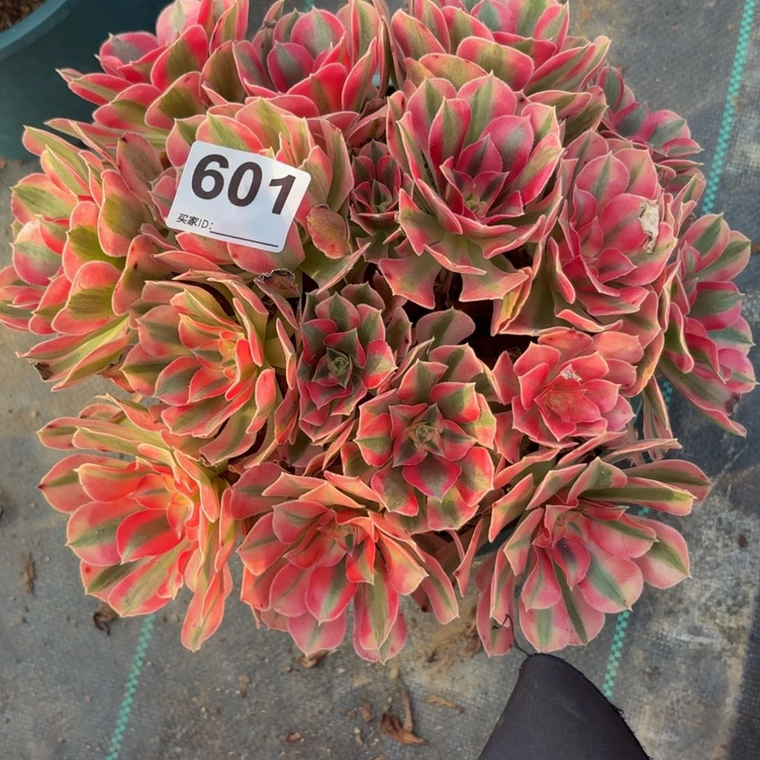 601大女巫多肉植物福利