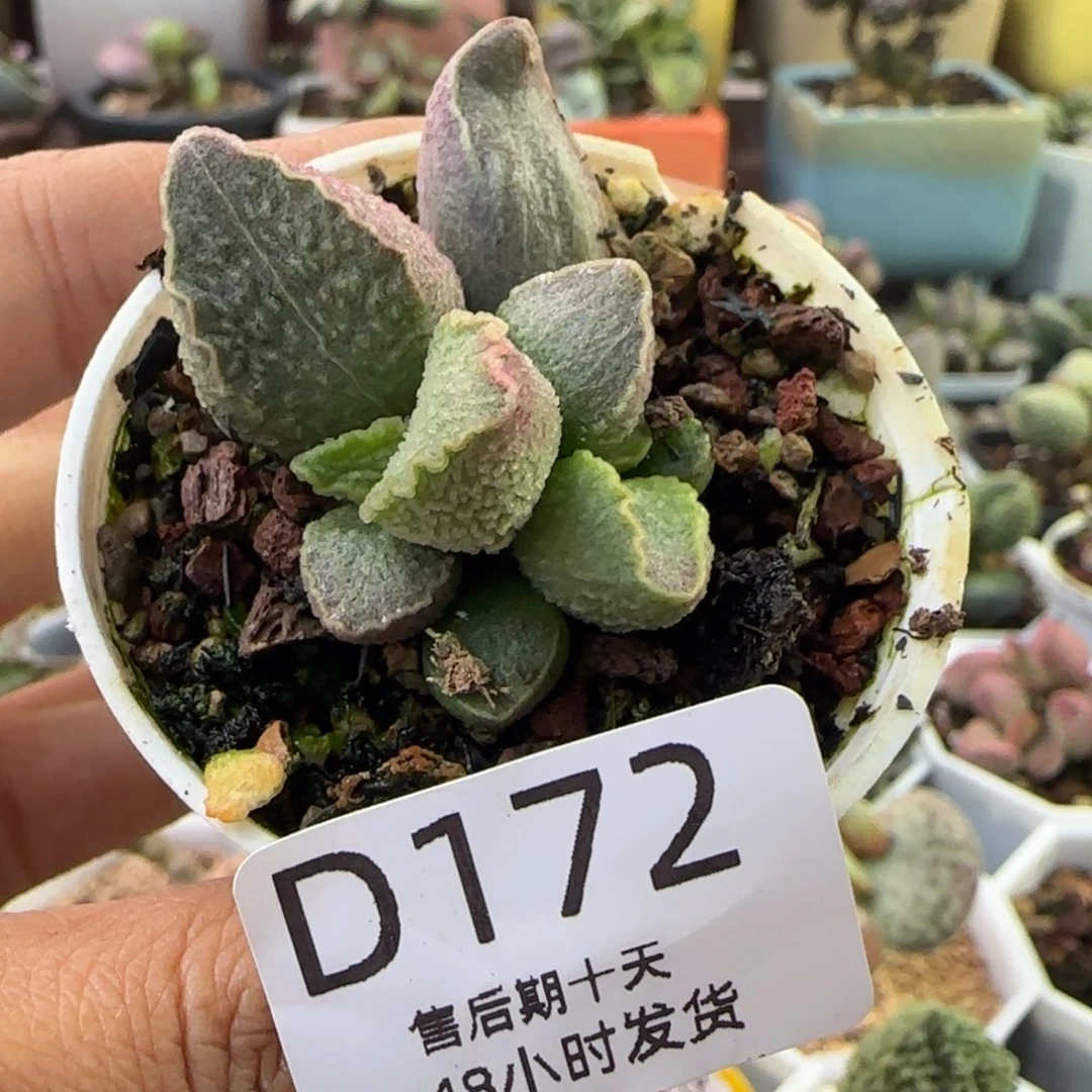 粉猪肝。   172。