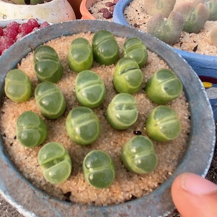 单头y400风铃一颗