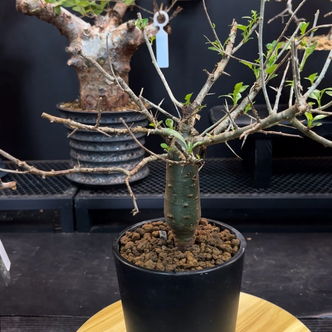 哈比悉尼开播福利