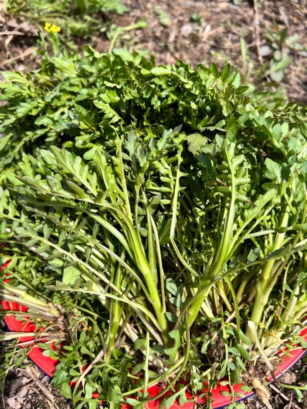 东北纯野生荠菜新鲜现挖现发可做饺子馅的特产野菜