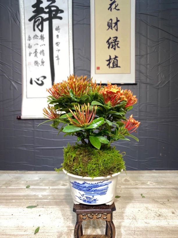 【花财绿植】小叶龙船花好运花四季常青阳台室内客厅茶几花期长盆景