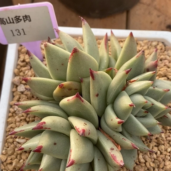 D131- 直播福利 白皮乌木