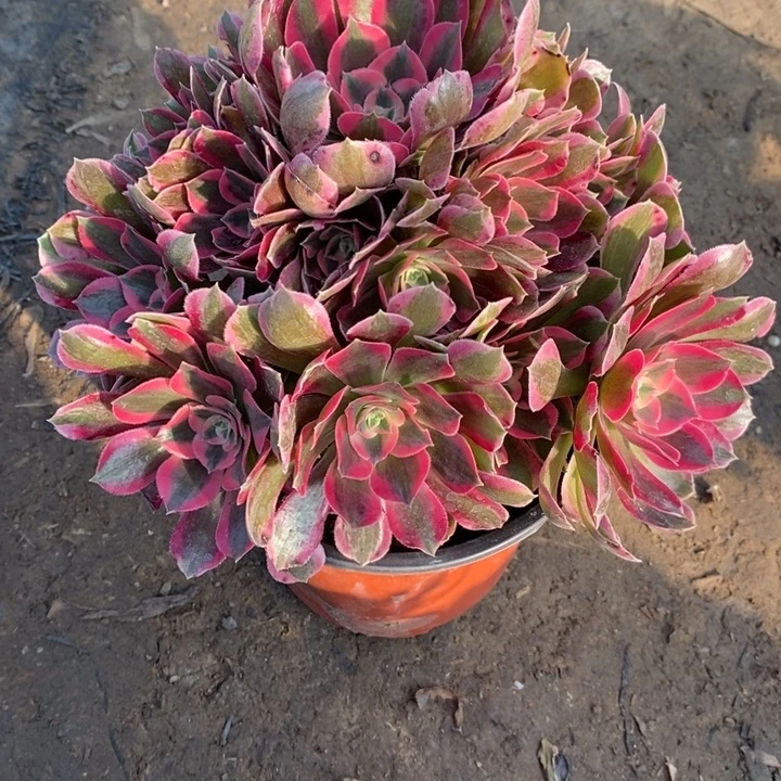 邀月37多肉植物法师法师