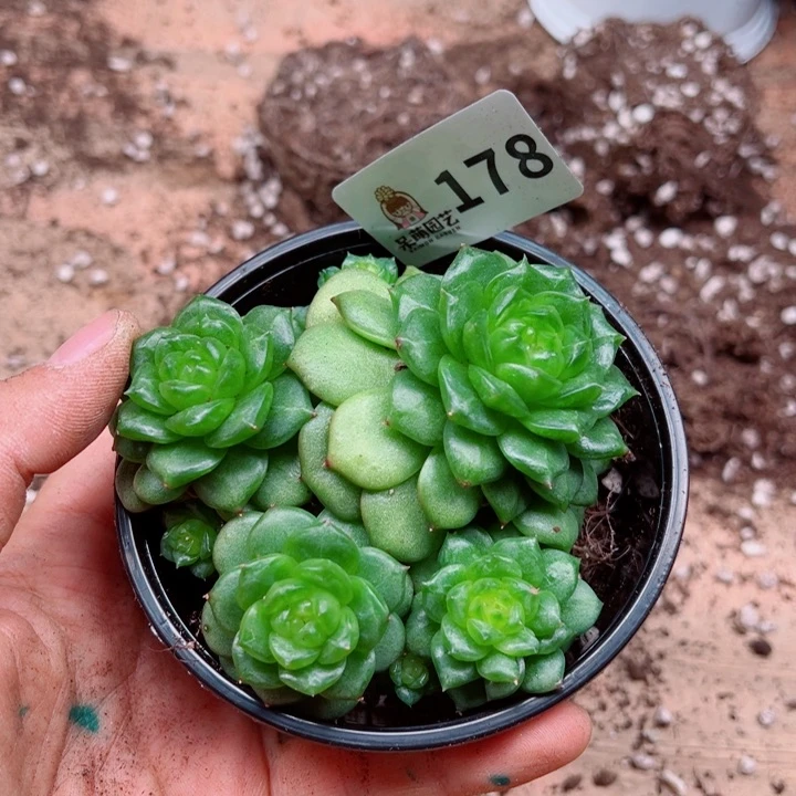 多肉植物多肉植物