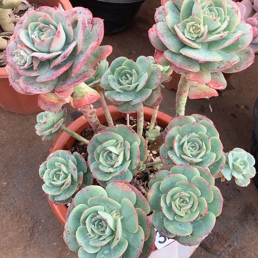 330克罗地亚一物一拍多肉