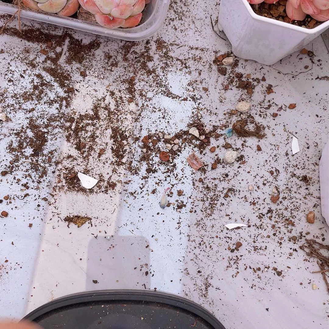 0000000000000000001liang pai