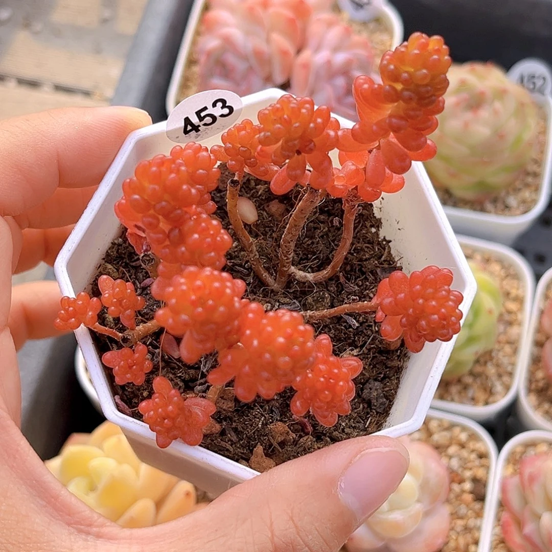 453 浆果   满18包邮