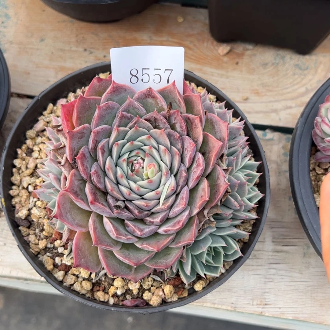 8557的肉多多多多多多多