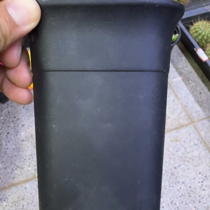 小黑万象方盆5个口径10公分左右无托盘，20包邮