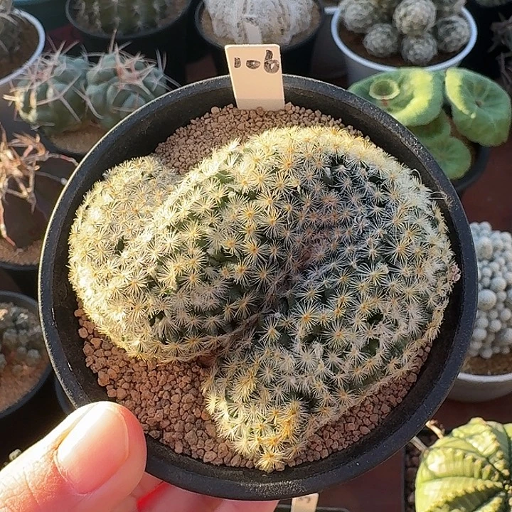 106号明星缀仙人球12