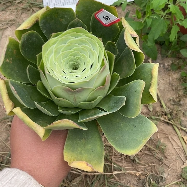 w*x山地玫瑰单头 869