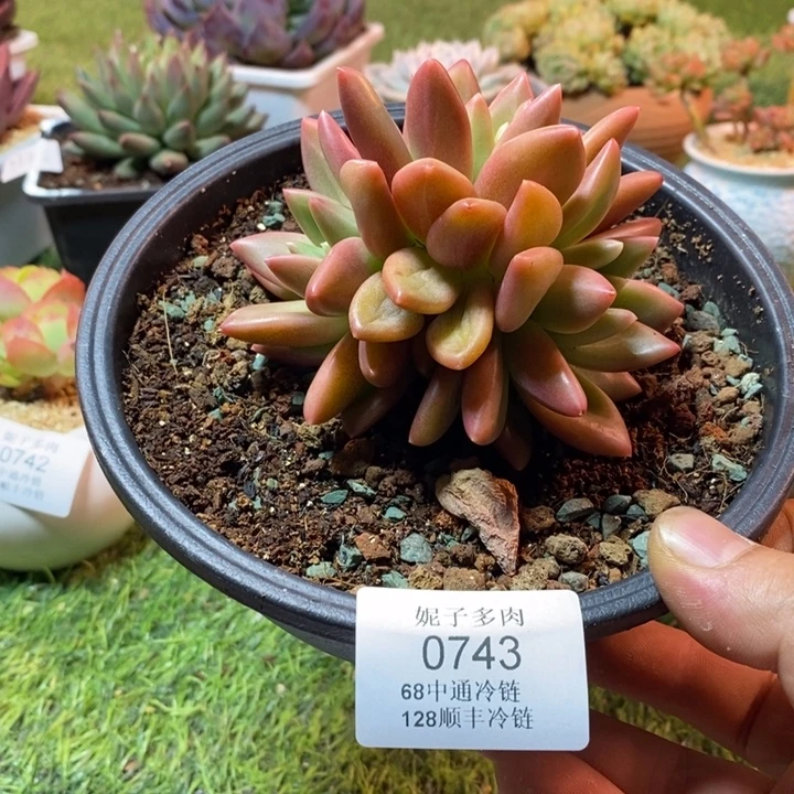0743啊啊啊啊啊啊啊啊啊啊