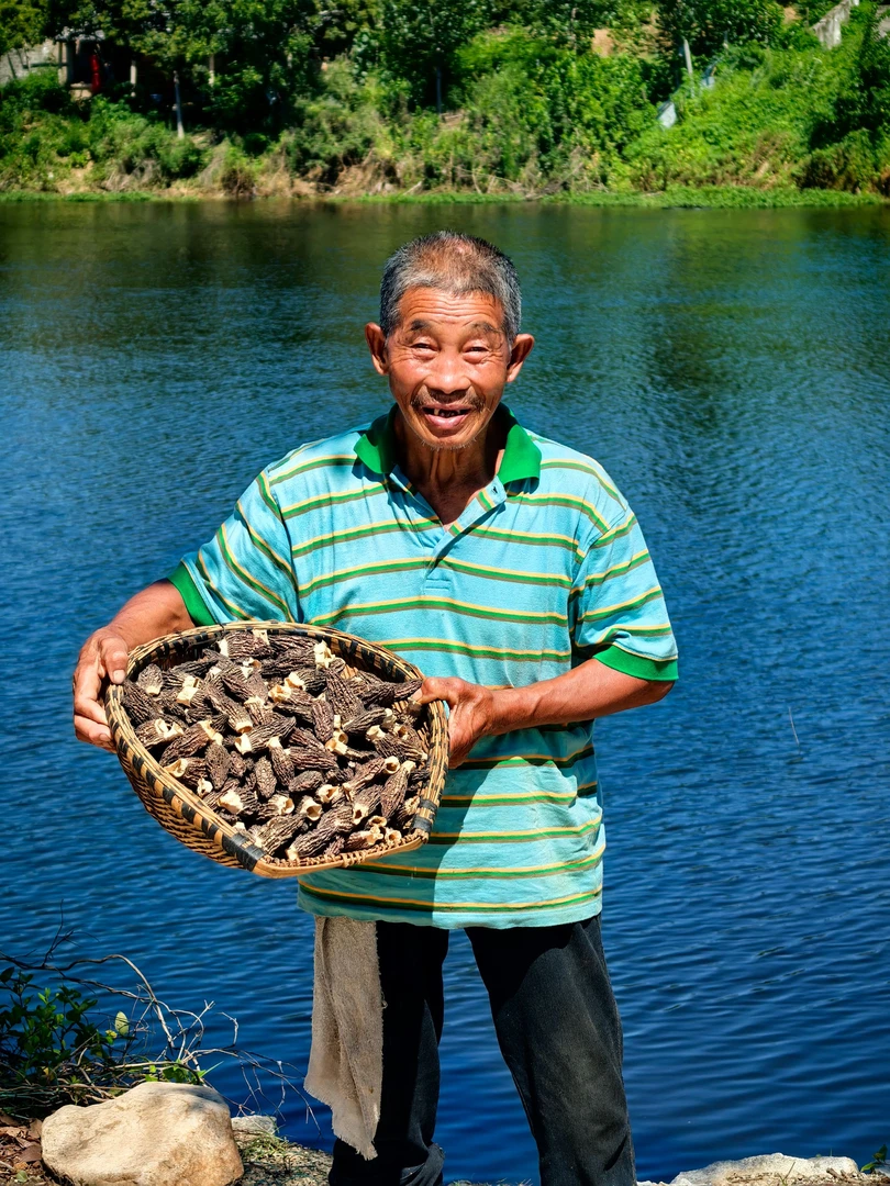 湖北广水特产高山羊肚菌干货正宗新鲜直采煲汤佳品特级正品