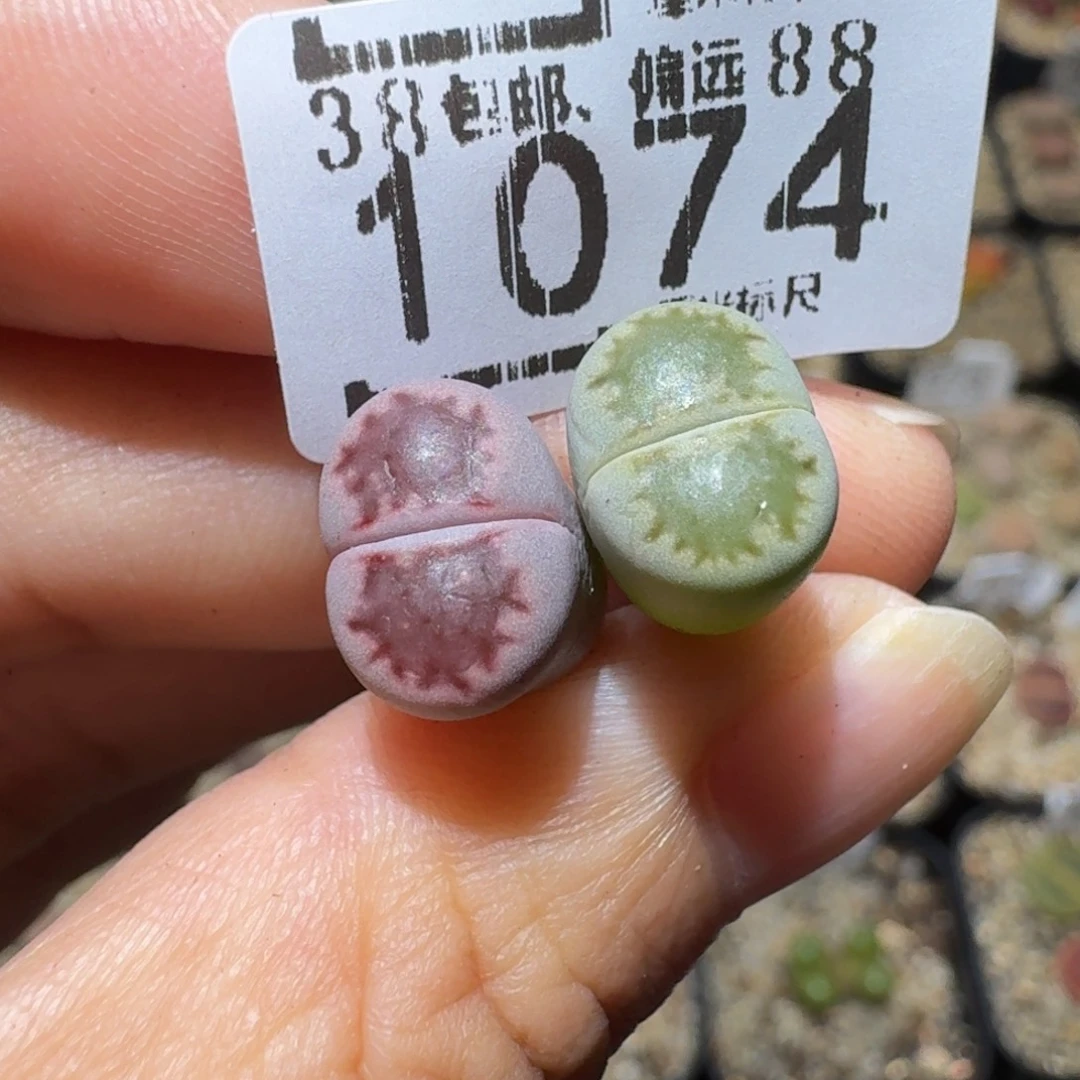 S***!Ssss精品生石花1074