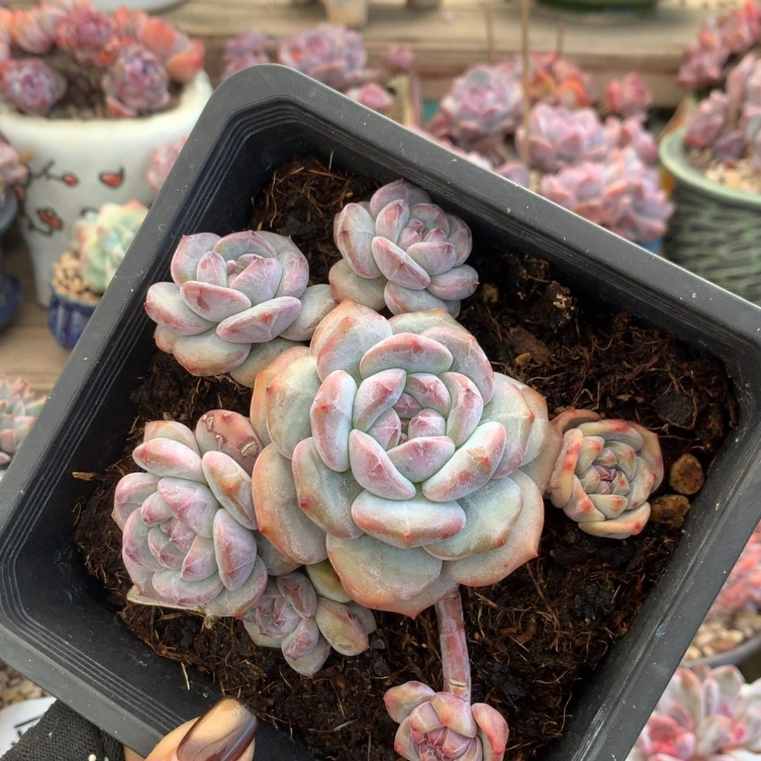 石榴籽无砍花花花花